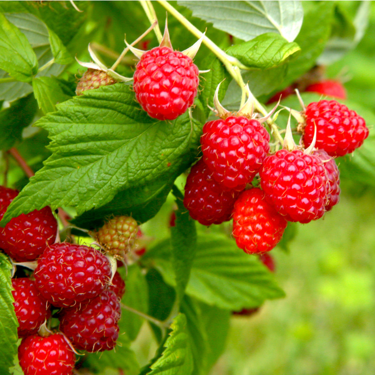 Raspberry- Heritage (Cane)