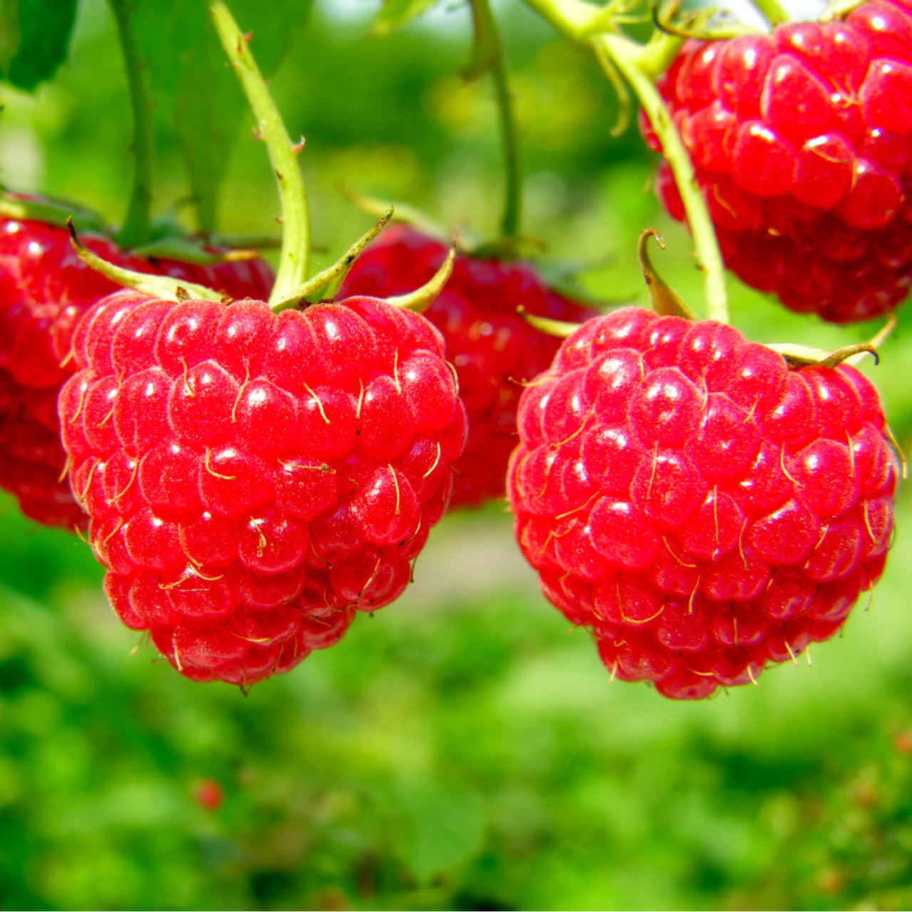 Raspberry- Heritage (Cane)