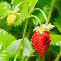 Alexandria – Alpine Strawberry Seeds