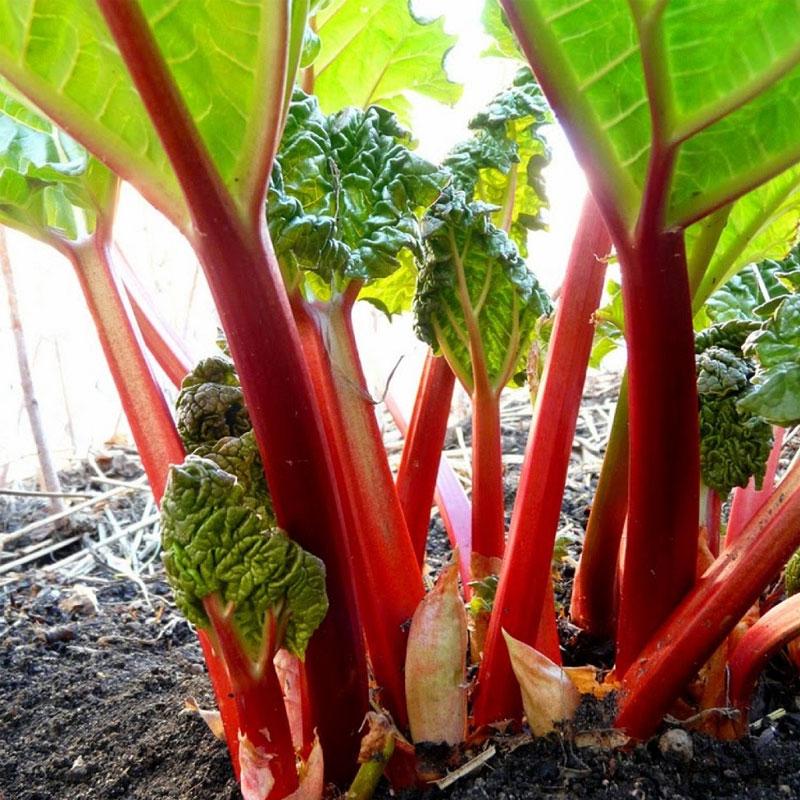 Rhubarb- Ever Red (Crown)