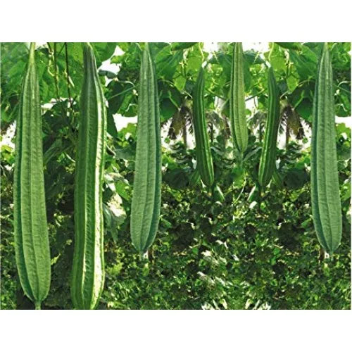 Ridge Gourd Jaipur Long Vegetable Seeds