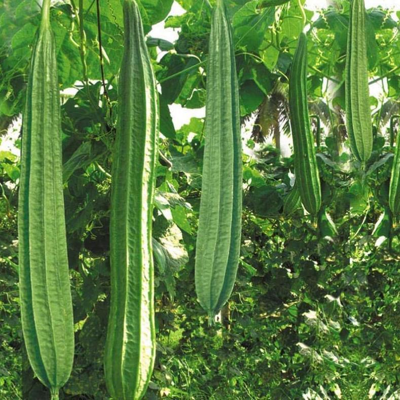 Angled Luffa