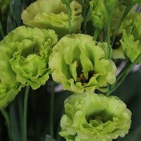 Rosanne 2 Clear Green – Pelleted Lisianthus Seed