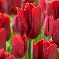 Tulip Parade Red Bulbs