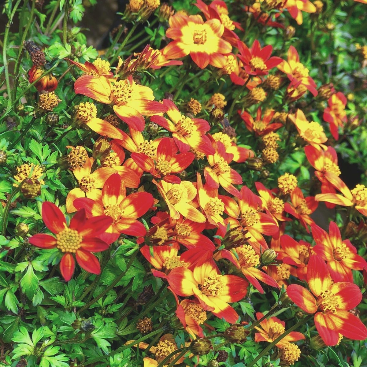 Bidens- Taka Tuka Yellow Centre (seedling)