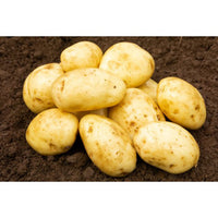 Certified Seed Potato- White Star