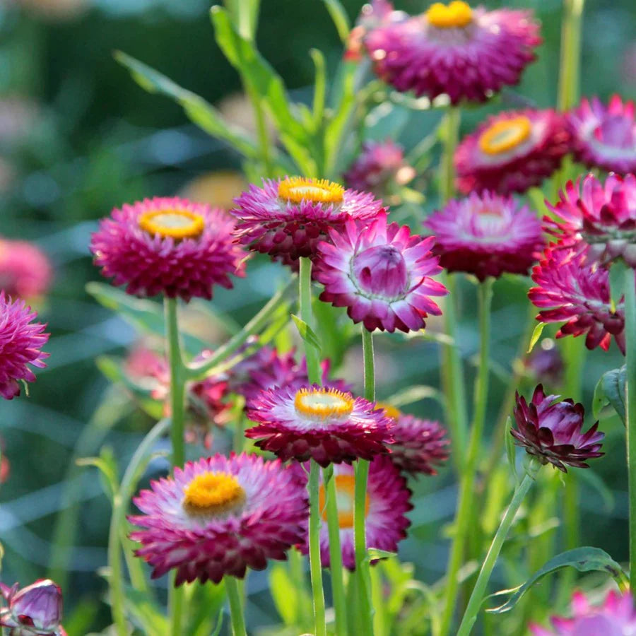 Bright Rose – Strawflower Seed