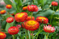 Copper Red – Strawflower Seed