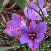 Saffron Bulbs