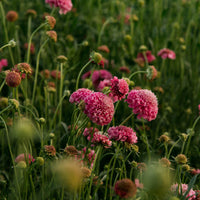 Salmon Rose – Scabiosa Seed