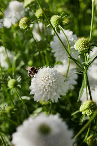 Snowmaiden – Scabiosa Seed