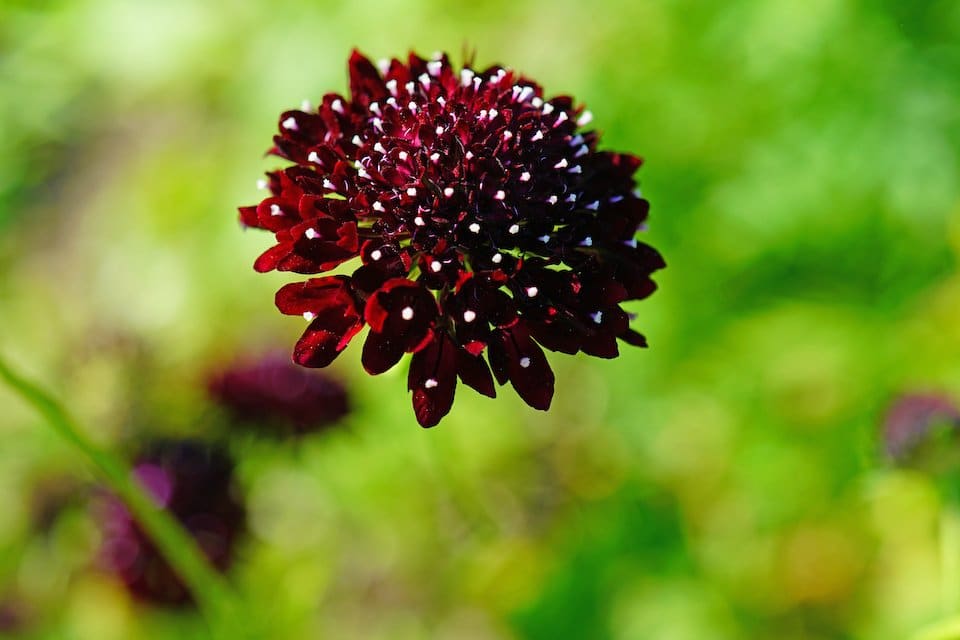 Black Beauty – Organic Scabiosa Seed