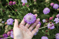 Pincushion Formula Mix – Scabiosa Seed