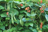 Scarlet Runner Bean – Flower Seed