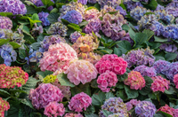 Vanilla Strawberry Panicle Hydrangea Mixed Color Seeds