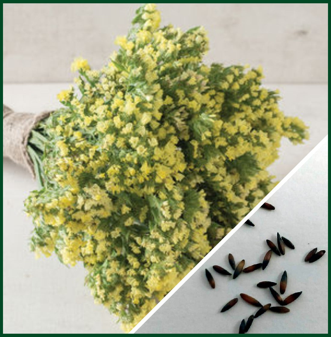 Seeker Light Yellow – Statice Seed