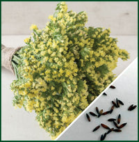 Seeker Light Yellow – Statice Seed