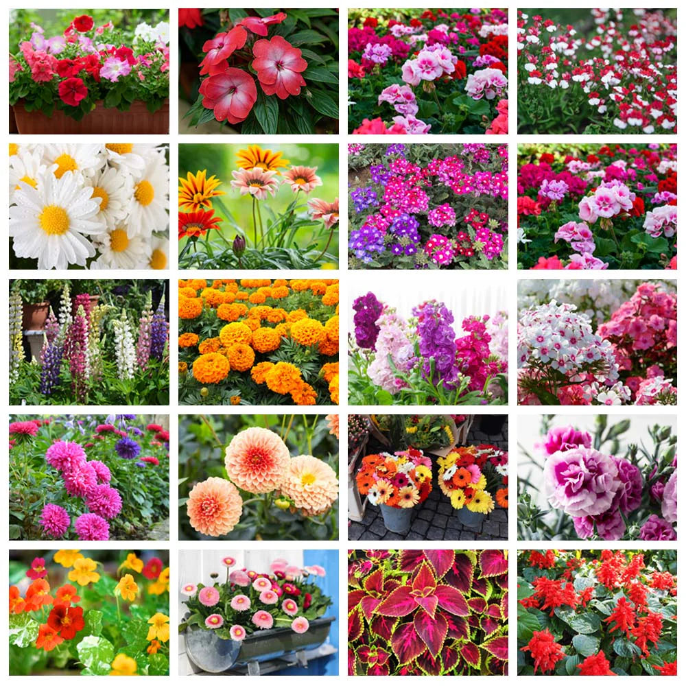 Set of 20 Best Flower Seeds