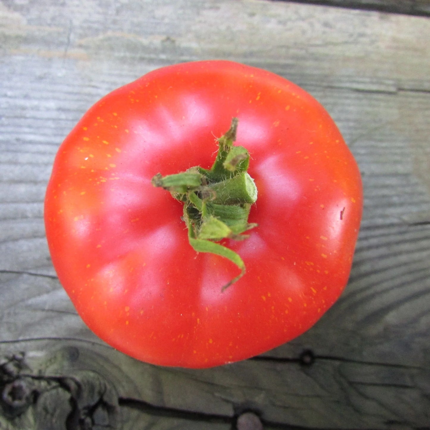 Tomato- Siberian