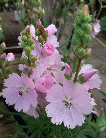 Elsie Heugh Miniature Hollyhock