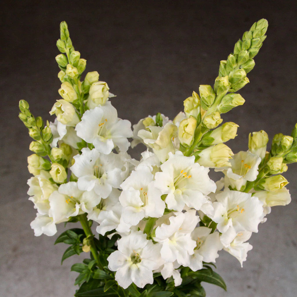 Chantilly White – Snapdragon Seed