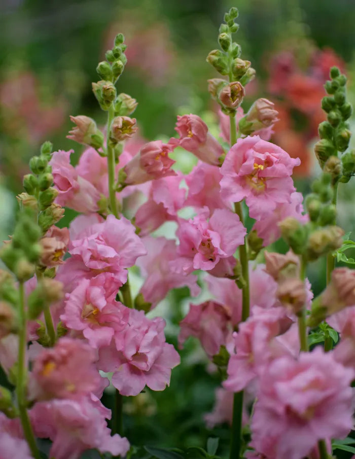 Madame Butterfly Pink – Snapdragon Seed