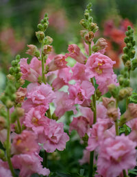 Madame Butterfly Pink – Snapdragon Seed