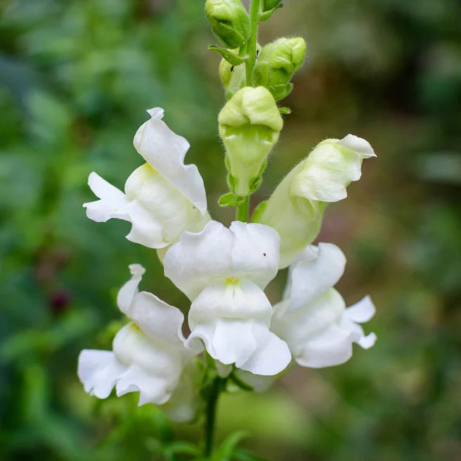 Legend White – Snapdragon Seed