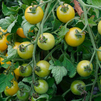 White Cherry – Organic Tomato Seed