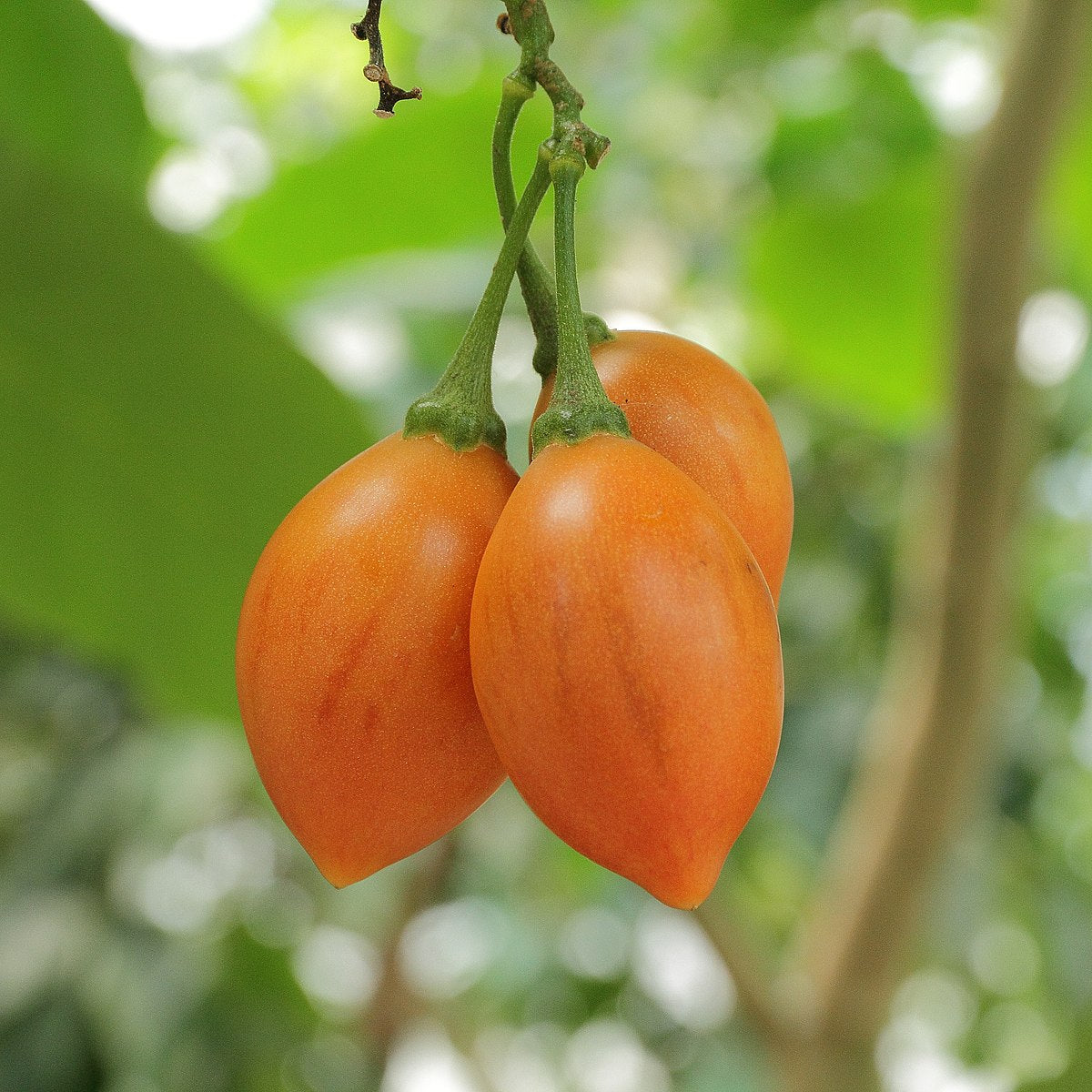 Tamarillo- Orange