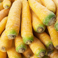 Carrot- Solar Yellow