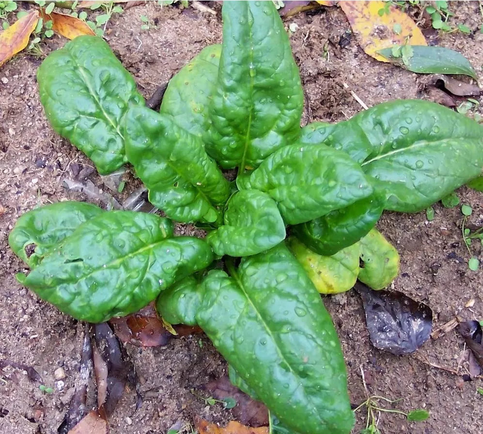 Spinach- Winter Giant