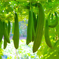 Sponge Gourd Chikni Turai Vegetable Seeds