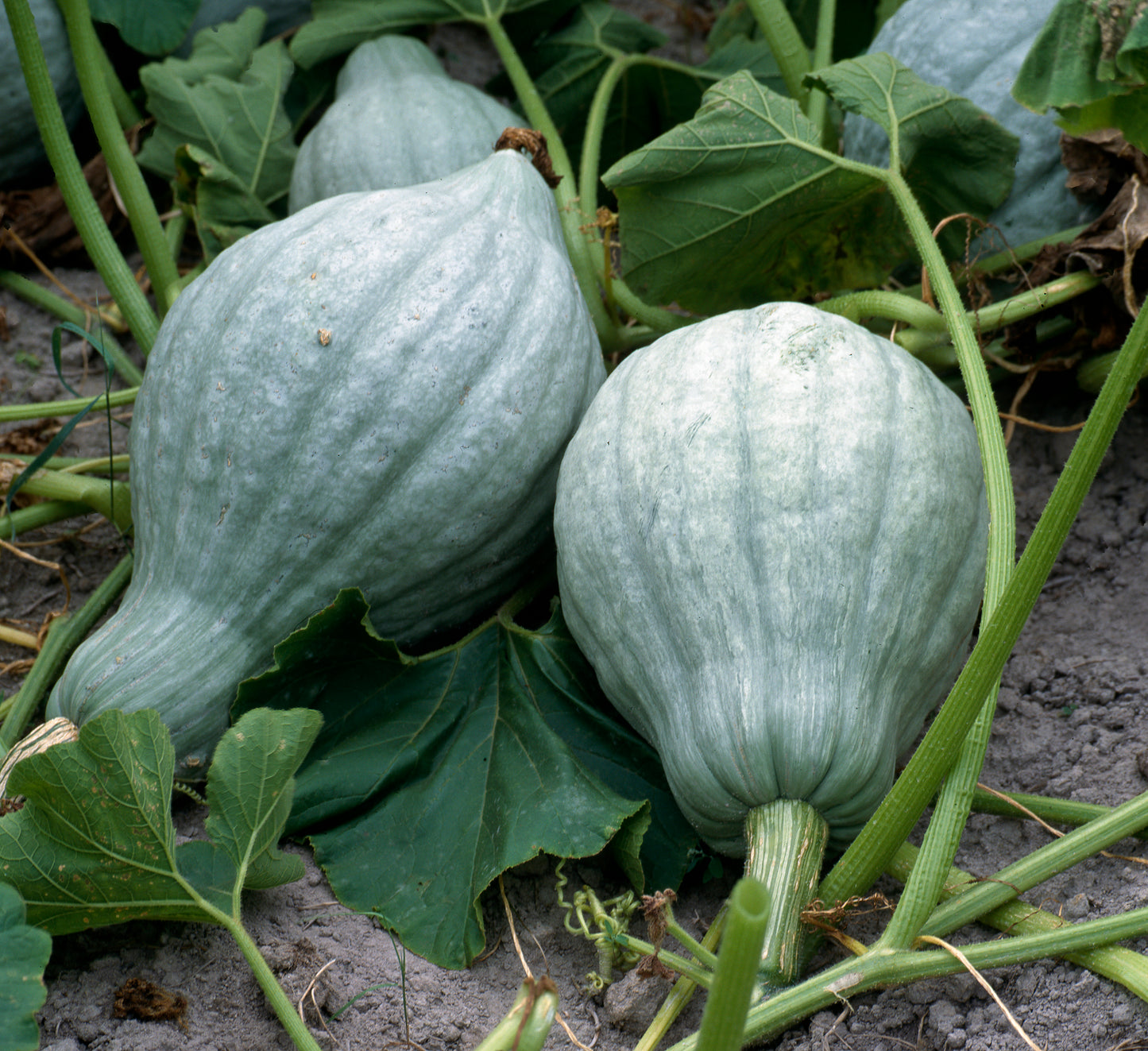 Blue Ballet – Organic Hubbard Squash Seed