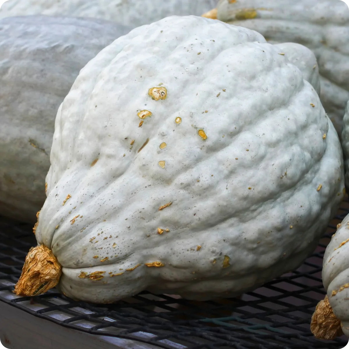 Pumpkin- Blue Hubbard