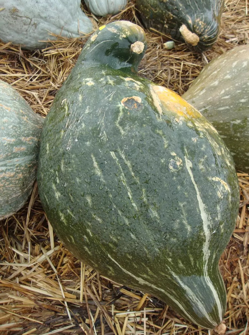 Pumpkin- Green Hubbard