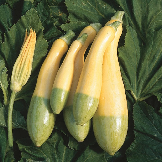 Zephyr – Yellow Summer Squash Seed