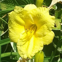 Big Time Happy Reblooming Daylily