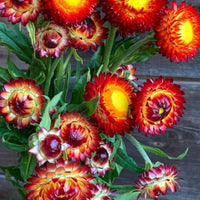 Copper Red – Strawflower Seed