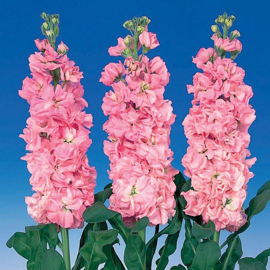 Iron Pink – Stock Seed