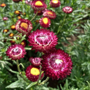 Purple Red – Strawflower Seed