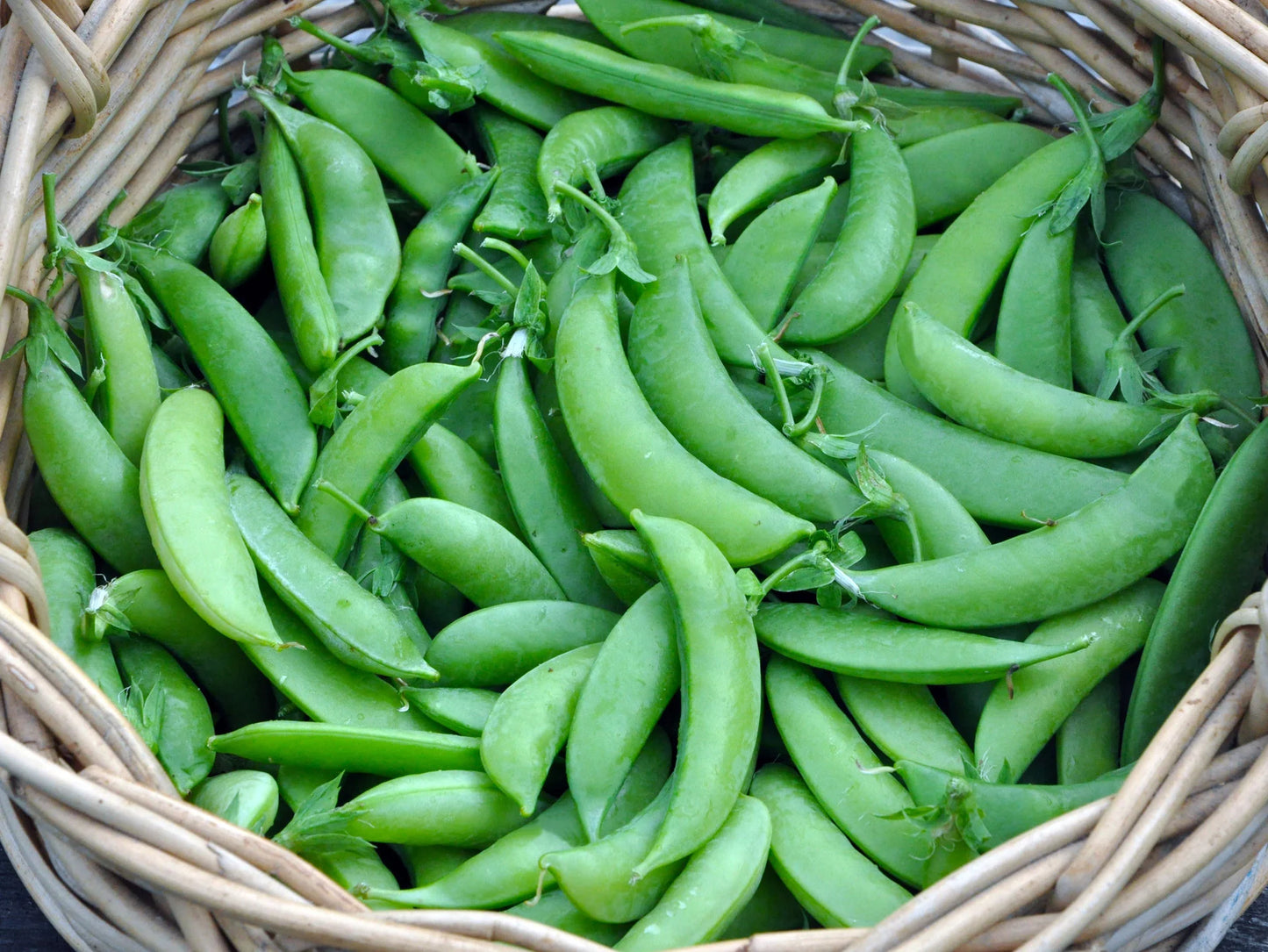 Sugarsnap Pea- Sugar Bon