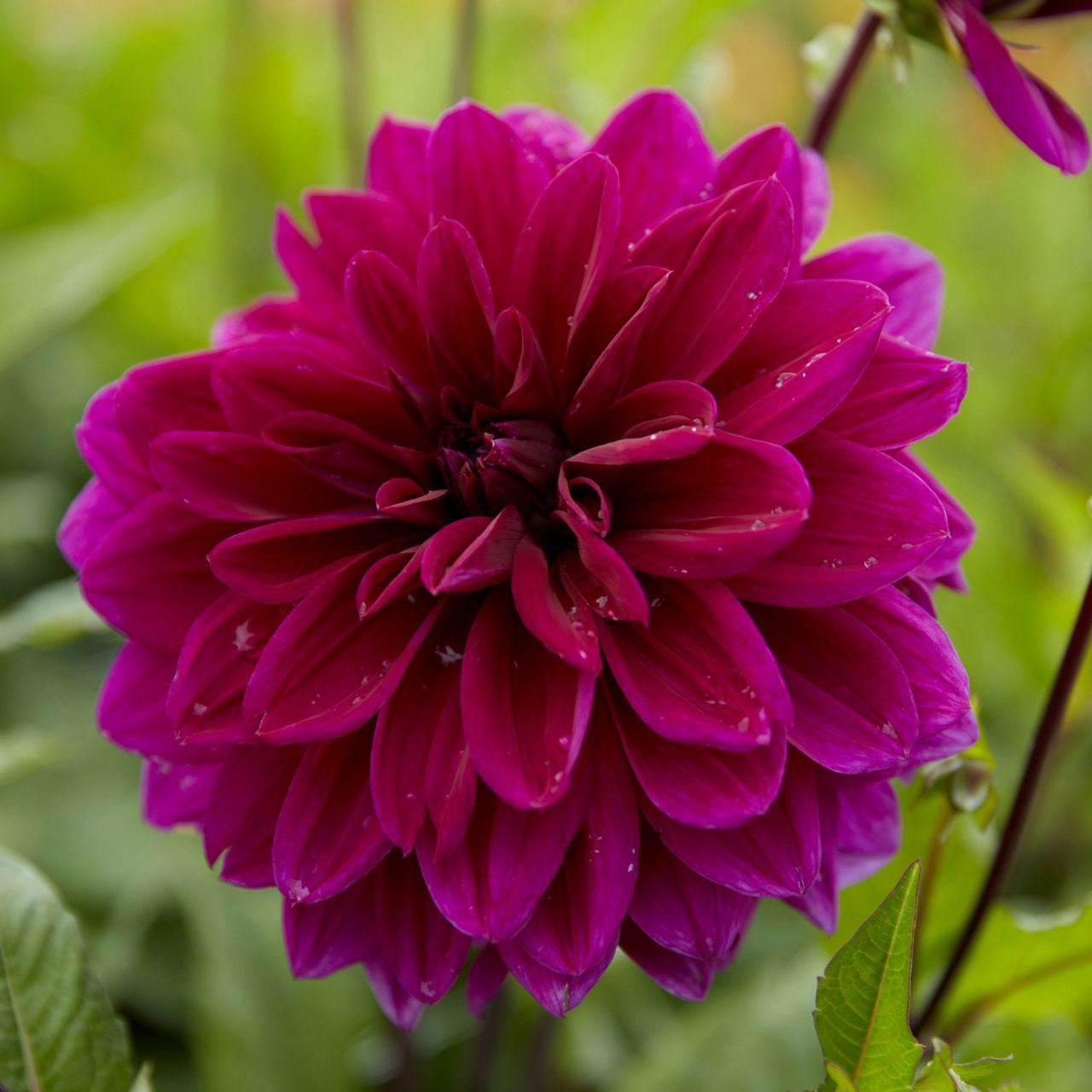 Thomas Edison Dahlia