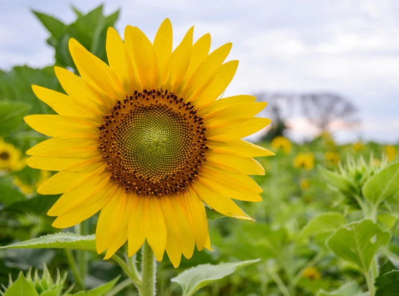 Full Sun Improved – Sunflower Seed