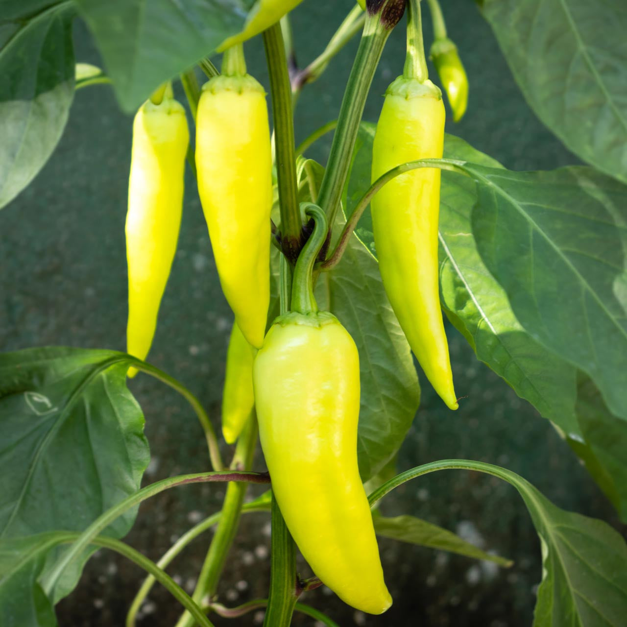 Capsicum- Sweet Banana