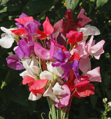 Royal Mix – Sweet Pea Seed