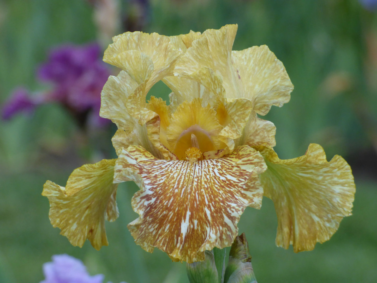 Tiger Honey Bearded Iris Seeds