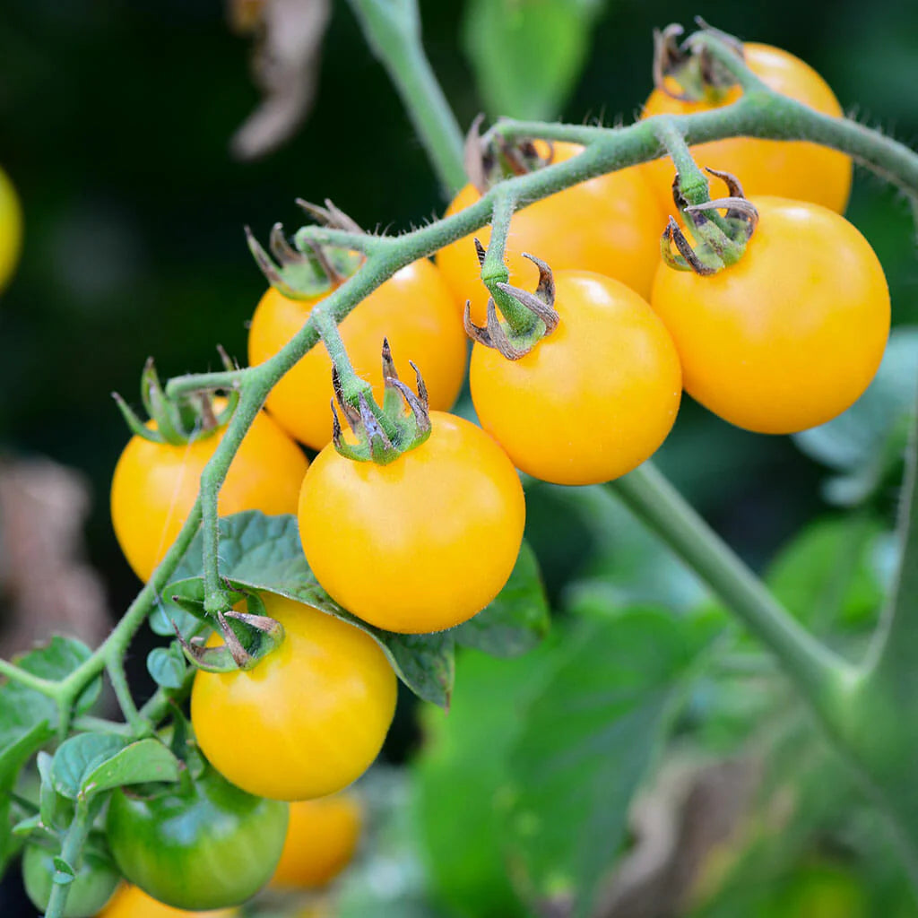 Tomato- Yellow Tommy Toe