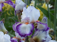 Triple Take Bearded Iris Seeds