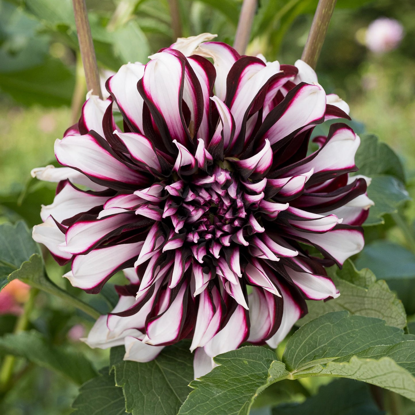 Tartan Dahlia